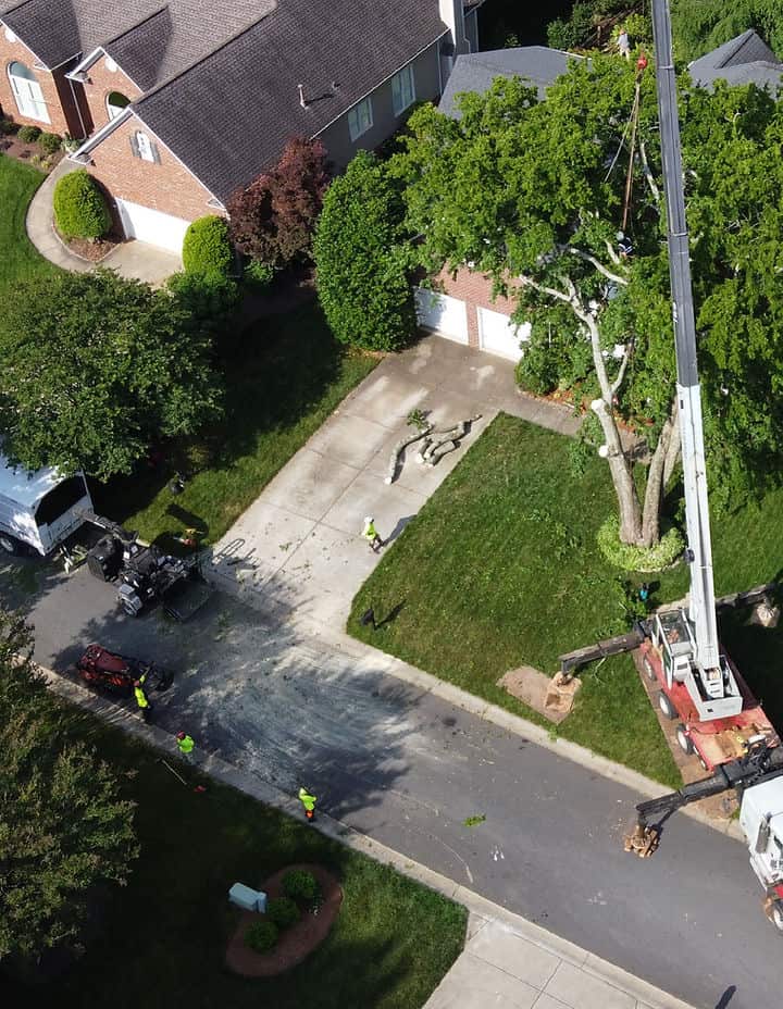 Tree care project result