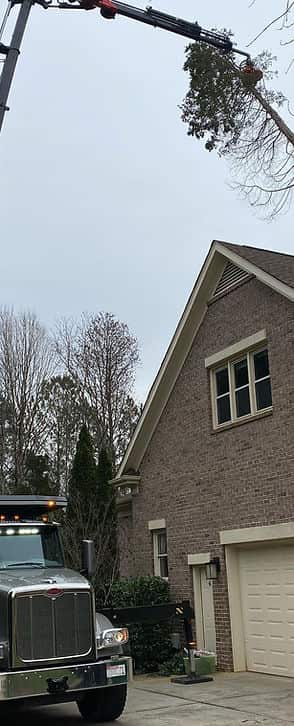 Tree removal project