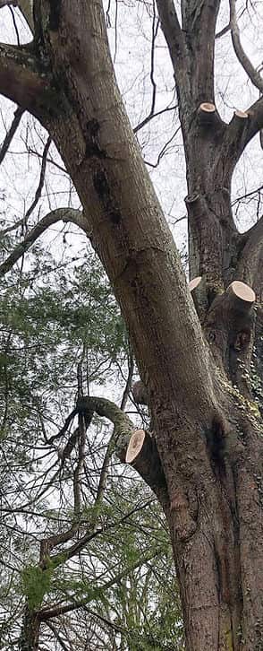 Completed tree work