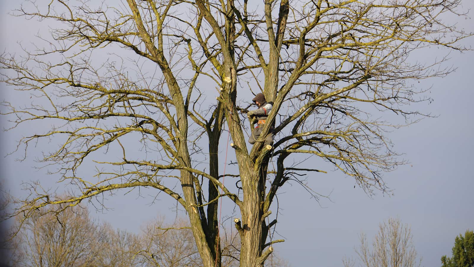 Arborist risk assessment