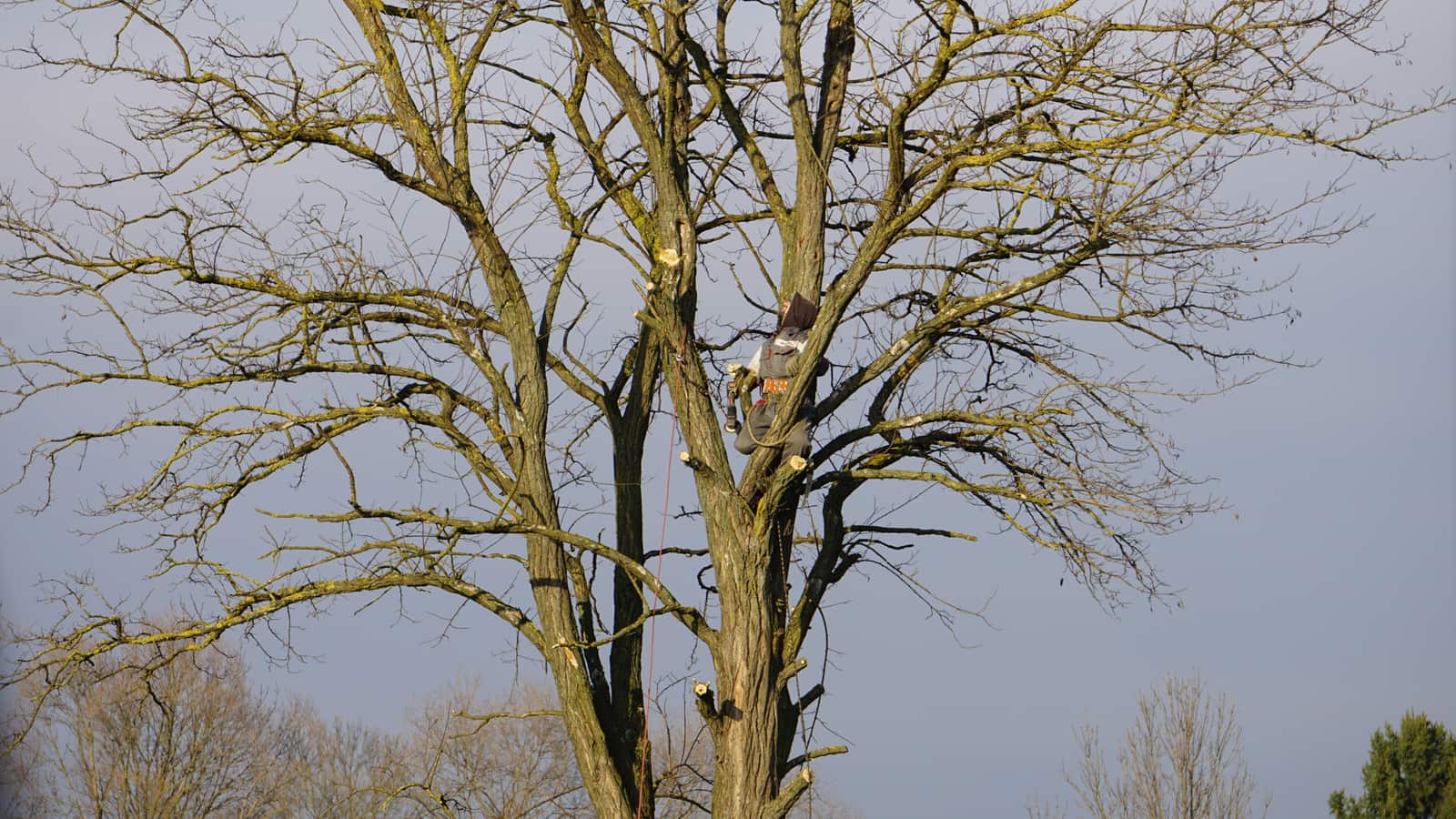 Tree trimming and pruning