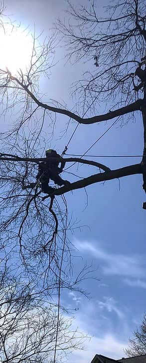 Professional tree service